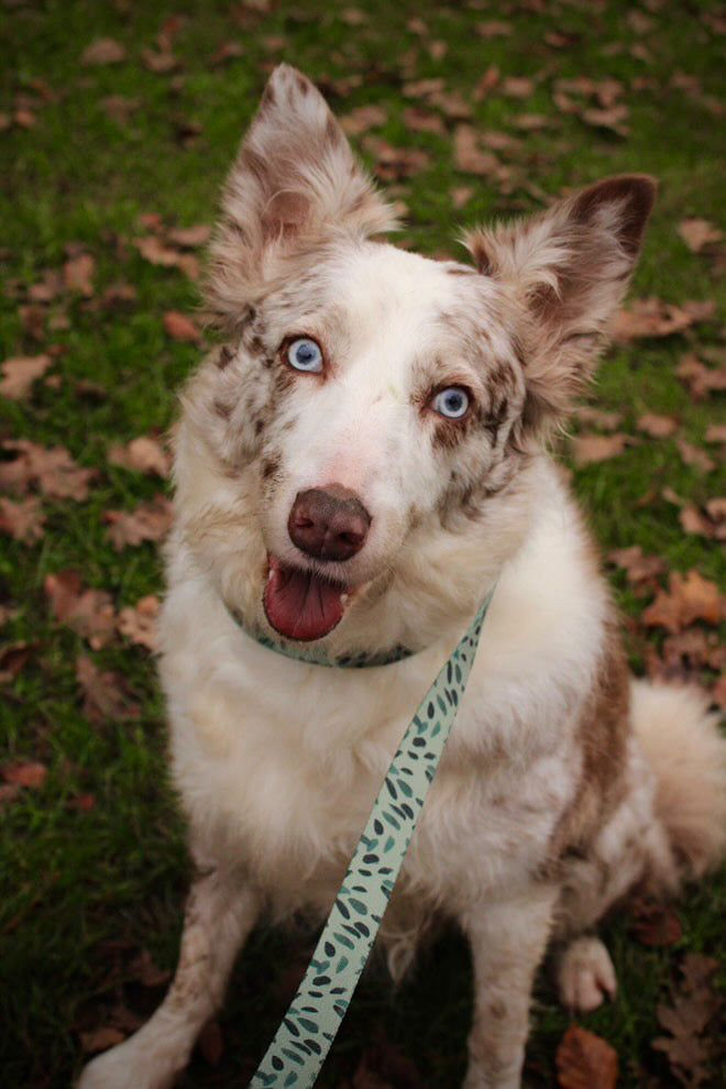 Dog Lead - Olive Tree