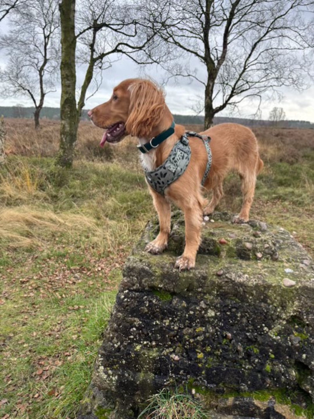 Adjustable Dog Harness - Olive Tree