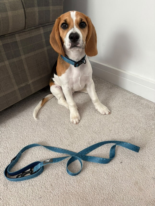 Dog Lead - Speckled Egg