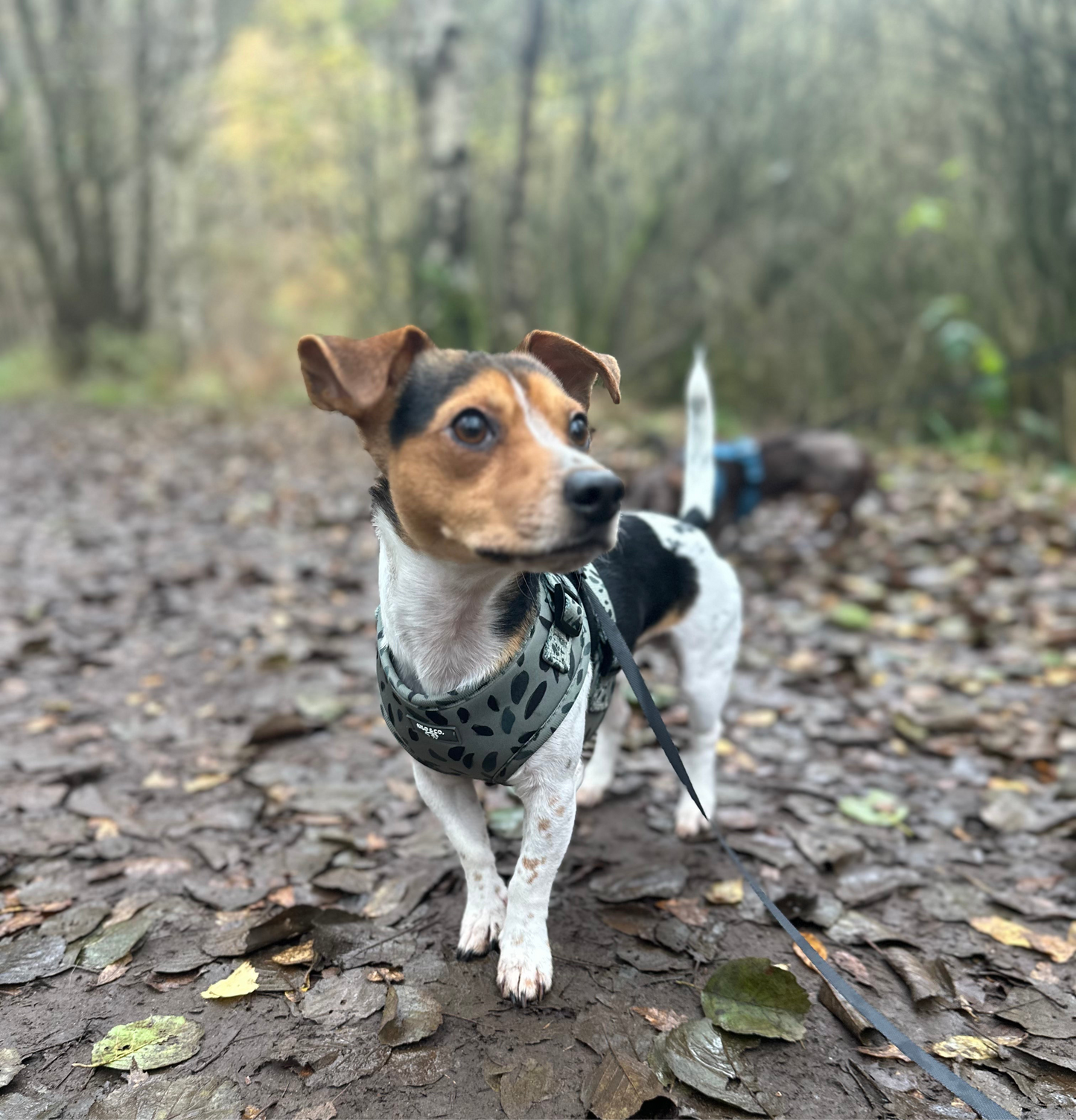 Adjustable Dog Harness - Olive Tree