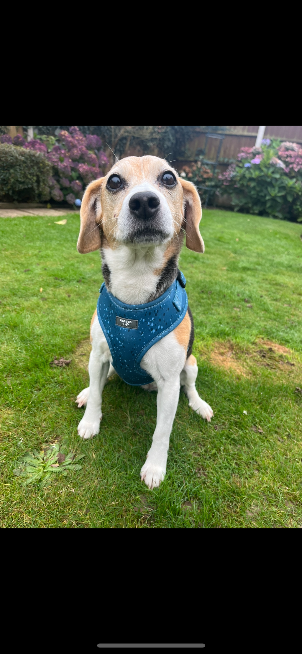 Adjustable Dog Harness - Speckled Egg