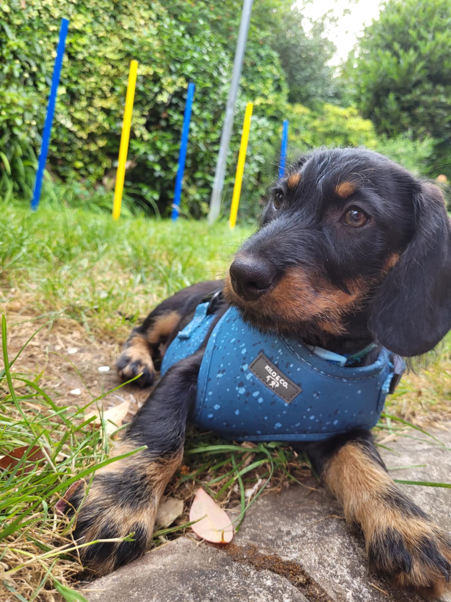 Adjustable Dog Harness - Speckled Egg