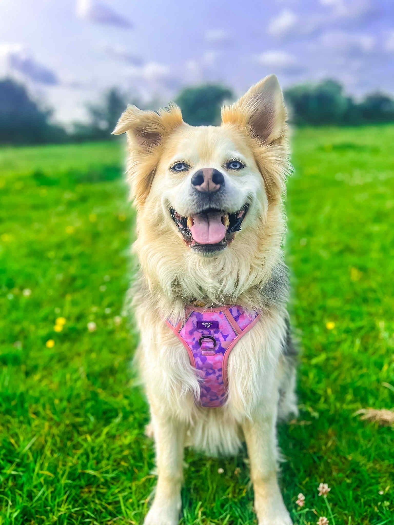 Non-Pull Harness, Collar and Lead Set - Purely Pastels