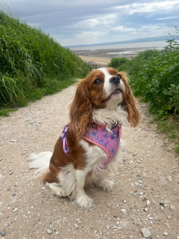 Dog Collar - Purely Pastels