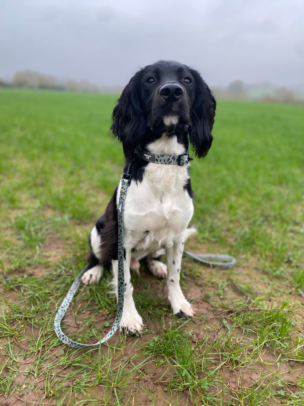 Adjustable Harness, Collar and Lead Set - Olive Tree