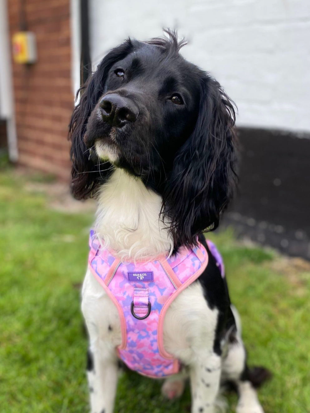 Non-Pull Harness, Collar and Lead Set - Purely Pastels