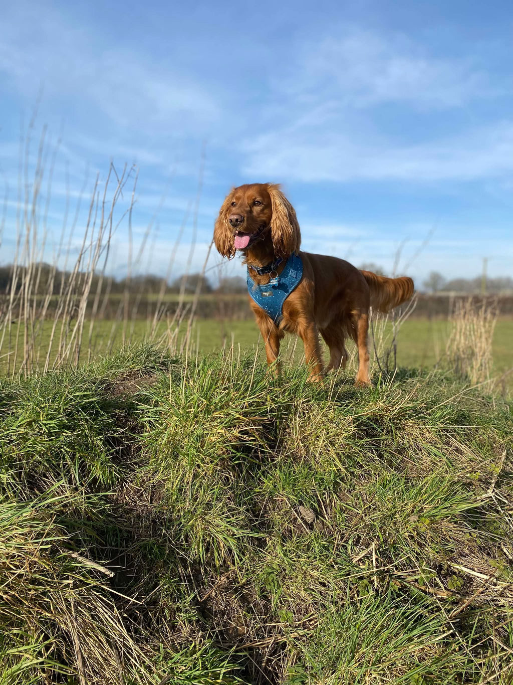 Adjustable Dog Harness - Speckled Egg