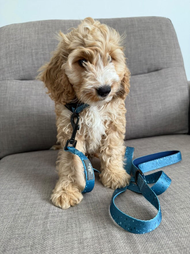 Dog Lead - Speckled Egg