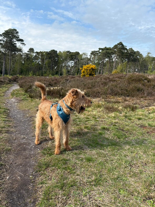 Adjustable Dog Harness - Speckled Egg