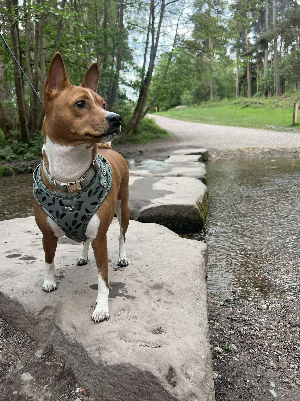 Adjustable Dog Harness - Olive Tree