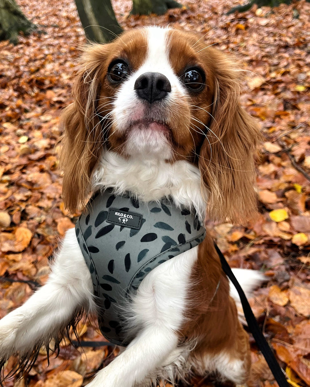 Adjustable Dog Harness - Olive Tree