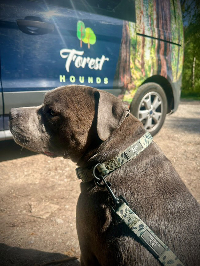 Dog Lead - Olive Tree