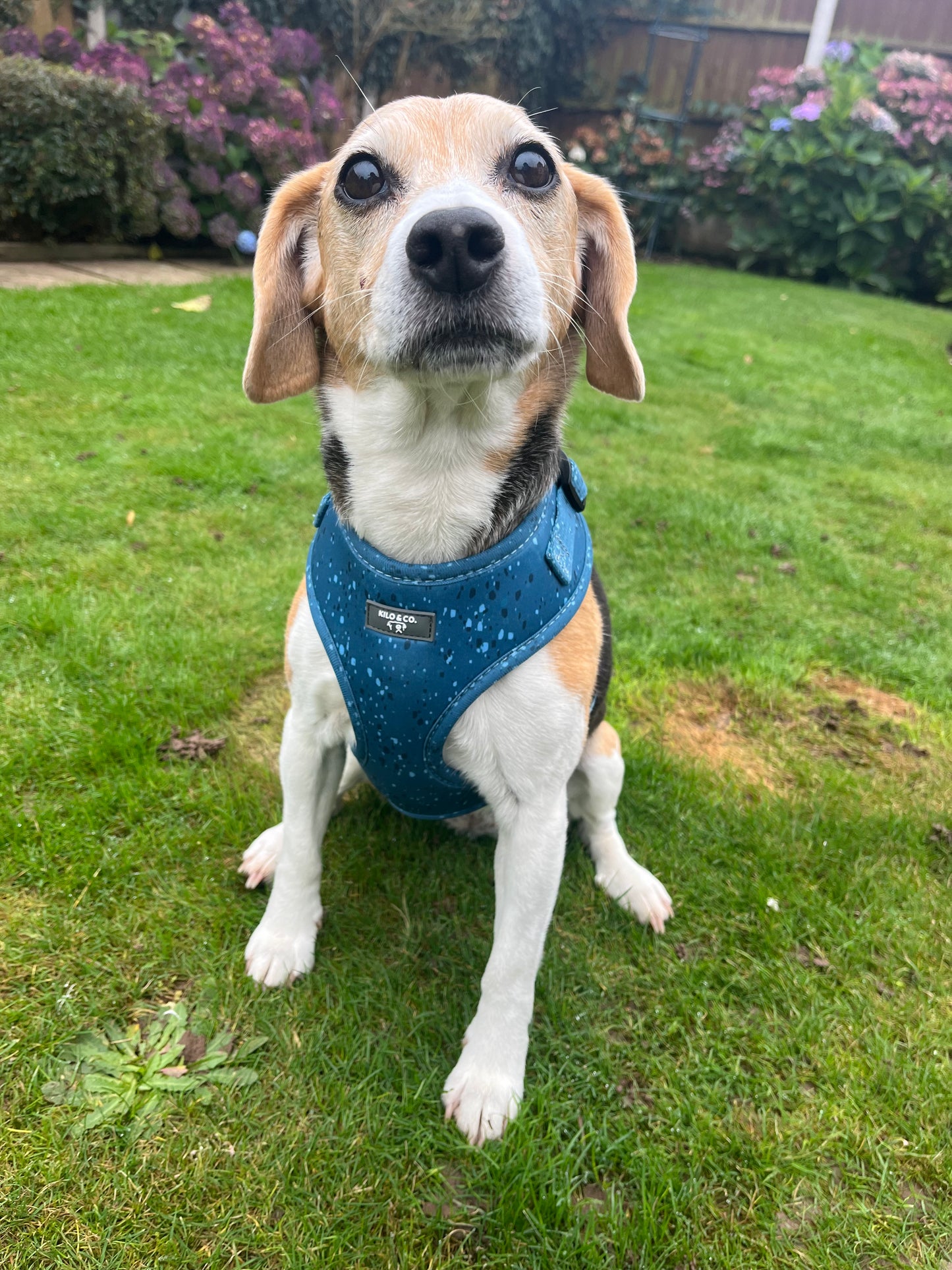 Adjustable Dog Harness - Speckled Egg