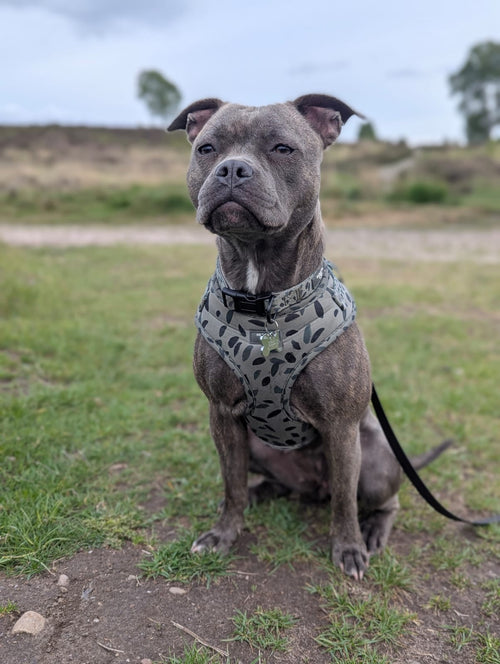 Adjustable Harness, Collar and Lead Set - Olive Tree