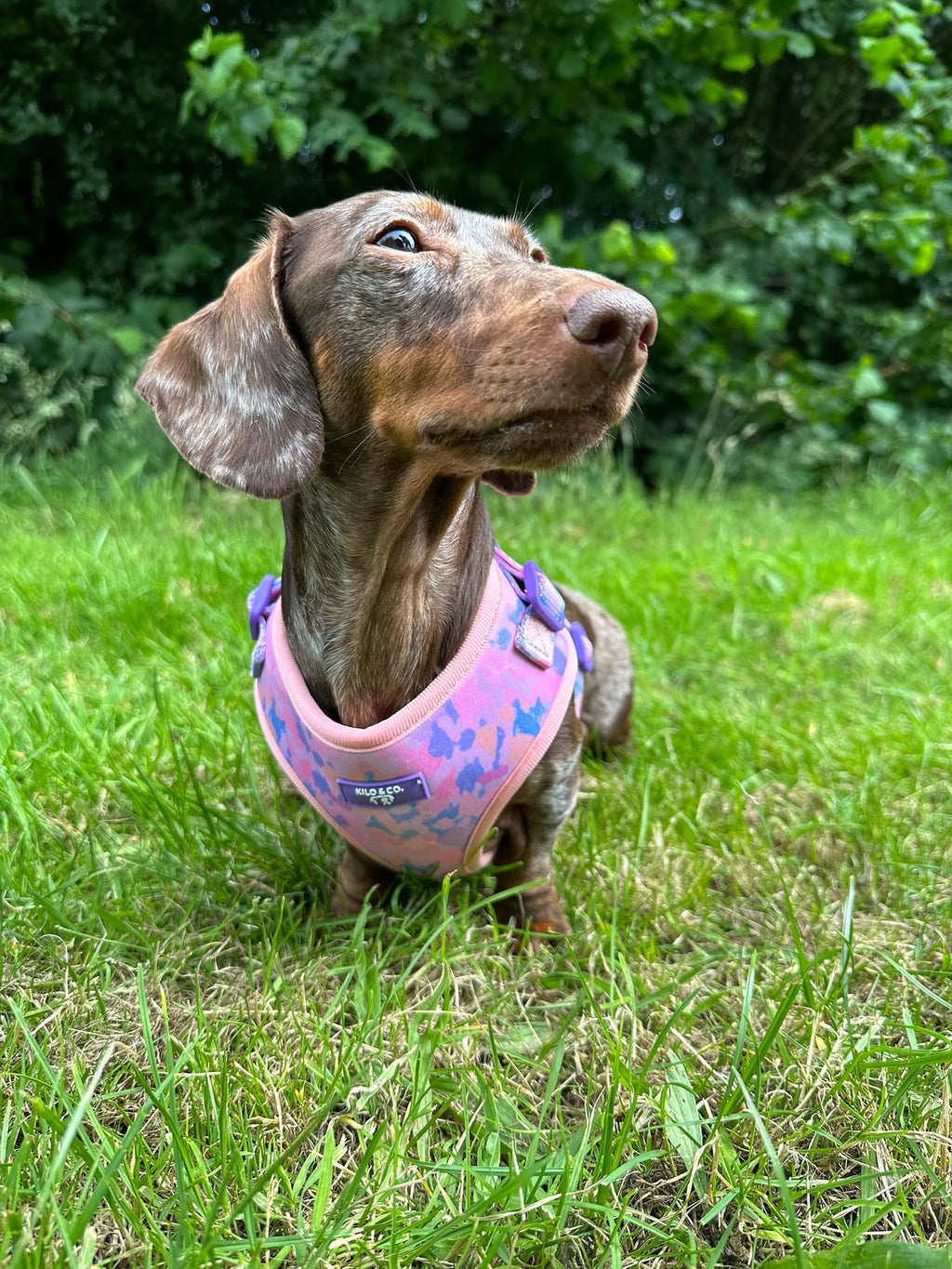 Adjustable Harness, Collar and Lead Set - Purely Pastels