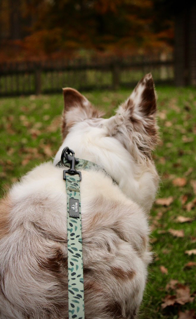 Harness, Collar and Lead Set - Olive Tree