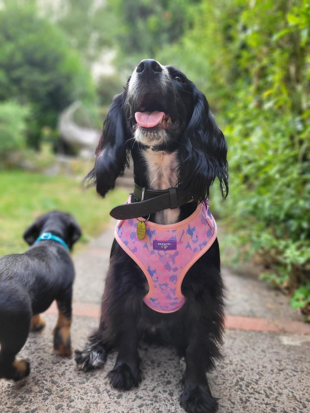 Adjustable Harness, Collar and Lead Set - Purely Pastels