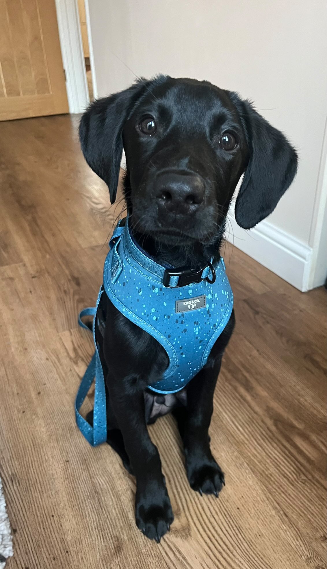 Adjustable Harness, Collar and Lead Set - Speckled Egg