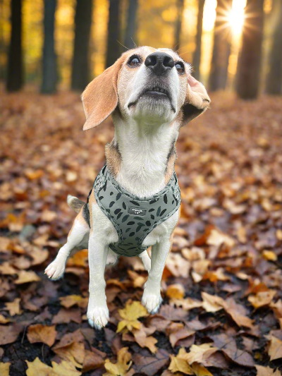 Adjustable Dog Harness - Olive Tree