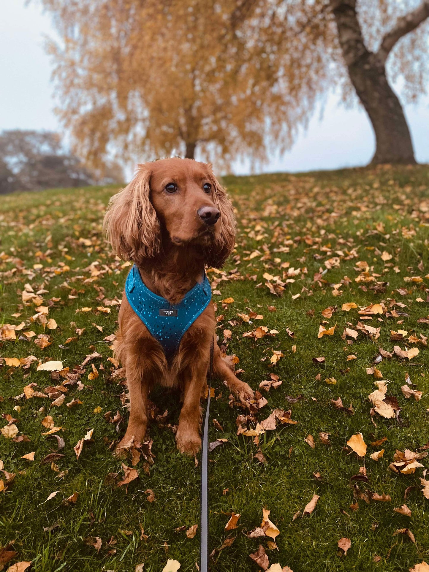 Adjustable Dog Harness - Speckled Egg