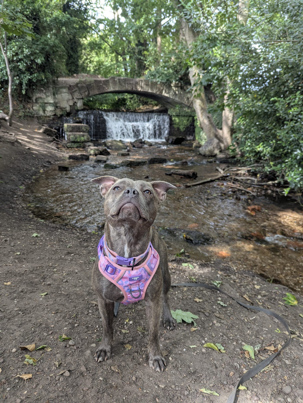 Non-Pull Harness, Collar and Lead Set - Purely Pastels